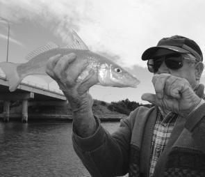 Large whiting like this are frequent visitors to the Bermagui River, chasing prawns in the shallows. Follow the bait and you’ll score.